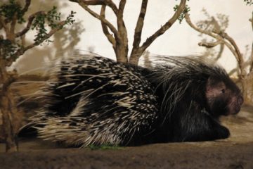 Porcupine quills, quills, engraver, porcupine, witchcraft, sorcery, sabbatic witchcraft, traditional witchcraft, folk magic, fetiche magic, fetish magic, fetish